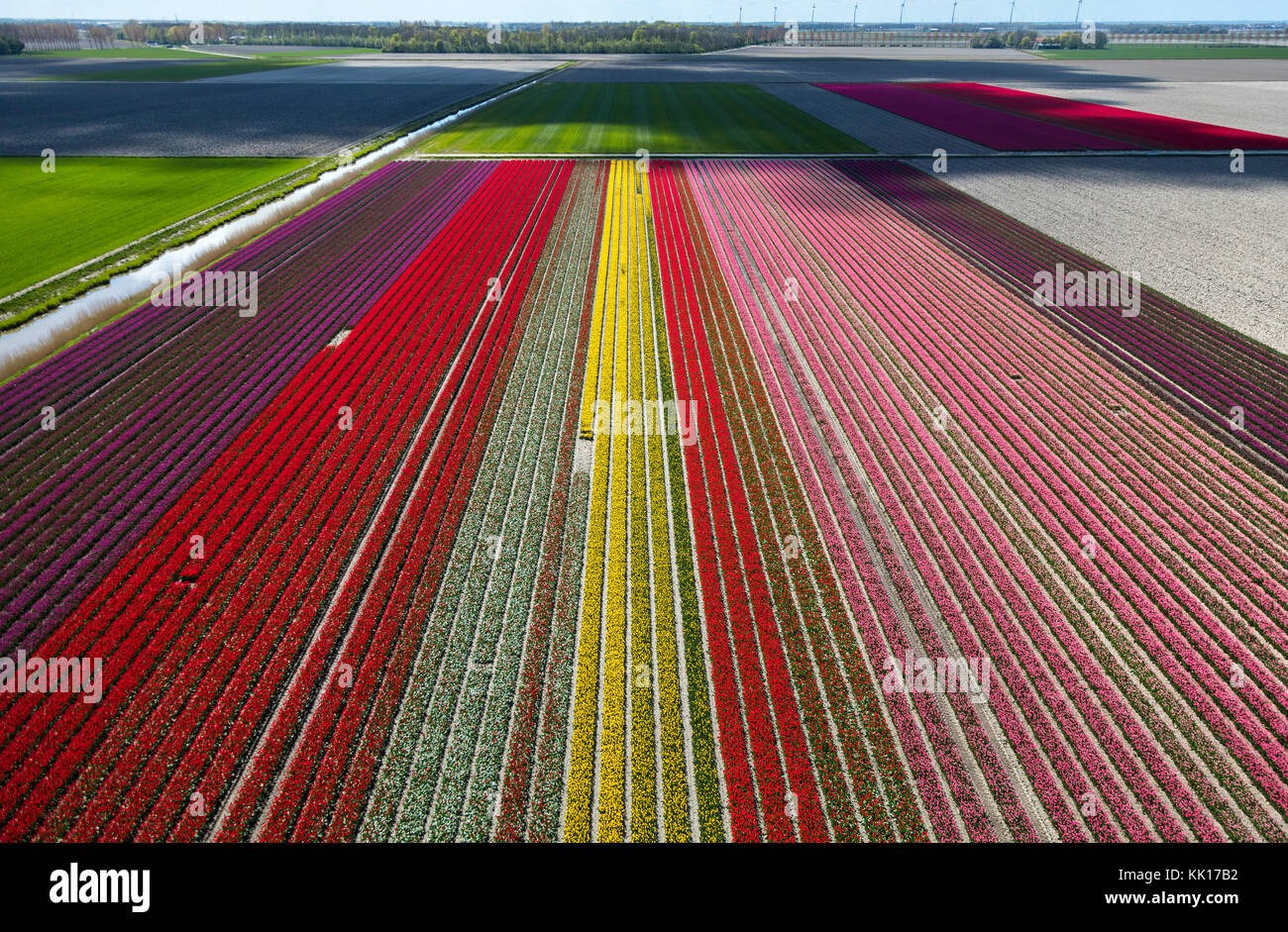 Vue aérienne du champs de tulipes en Hollande du Nord, Pays-Bas Banque D'Images