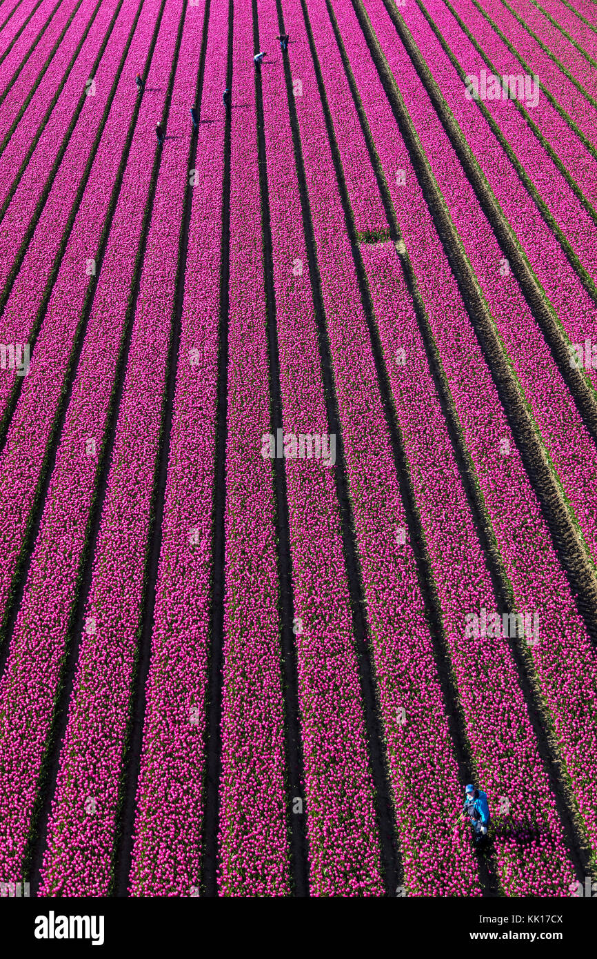 Vue aérienne des champs de tulipes en Hollande du Nord, pays-Bas Banque D'Images