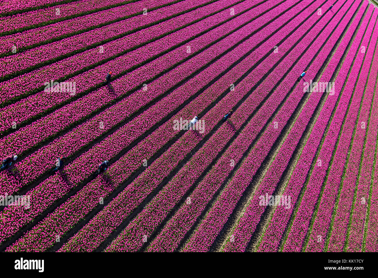 Vue aérienne des champs de tulipes en Hollande du Nord, pays-Bas Banque D'Images