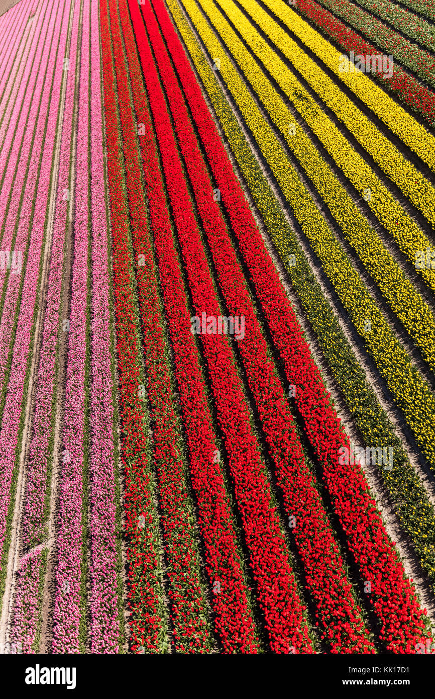 Vue aérienne du champs de tulipes en Hollande du Nord, Pays-Bas Banque D'Images