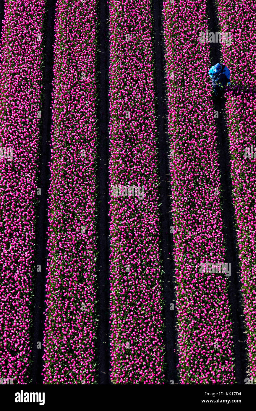 Vue aérienne du champs de tulipes en Hollande du Nord, Pays-Bas Banque D'Images