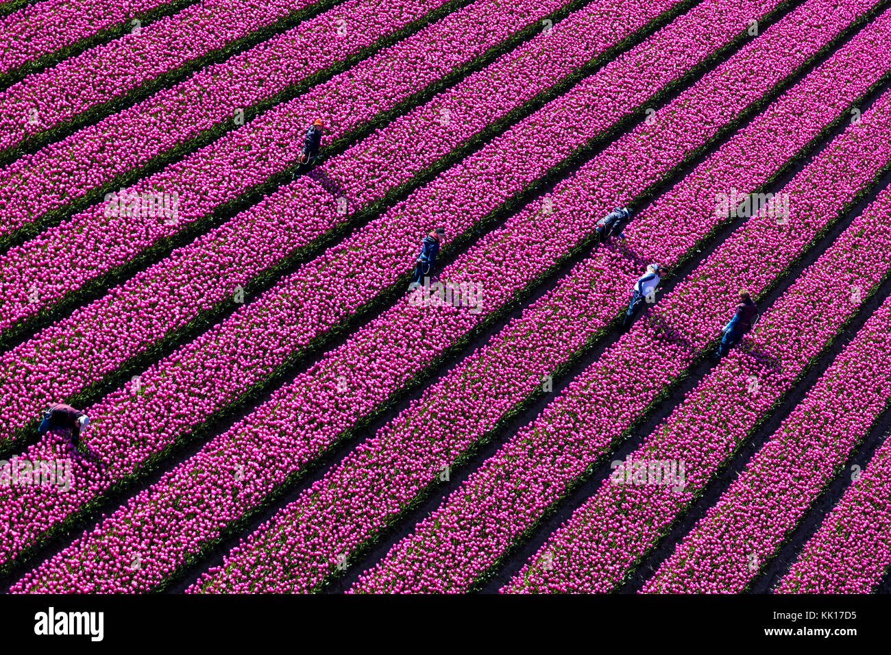 Vue aérienne des champs de tulipes en Hollande du Nord, pays-Bas Banque D'Images