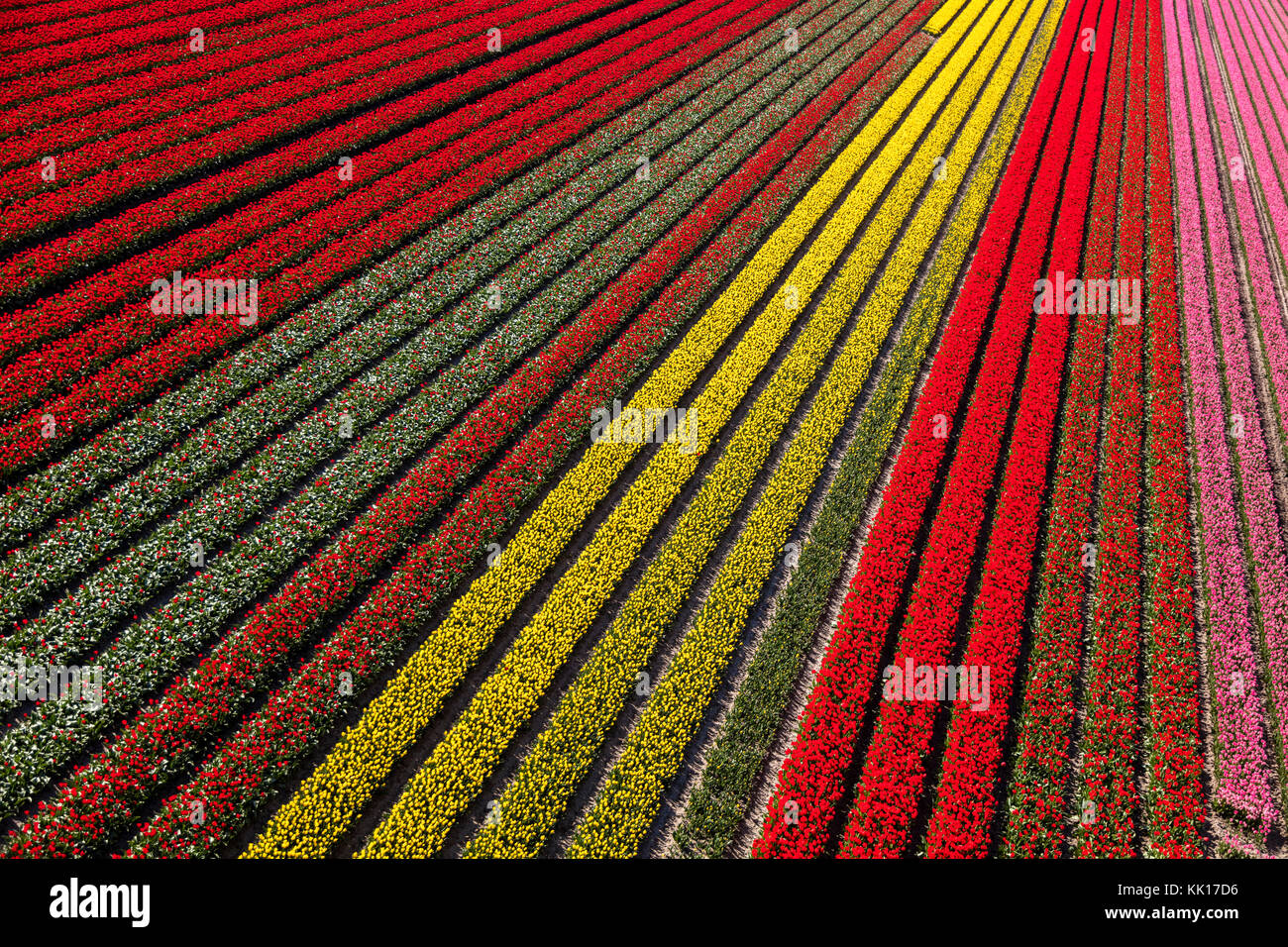 Vue aérienne du champs de tulipes en Hollande du Nord, Pays-Bas Banque D'Images