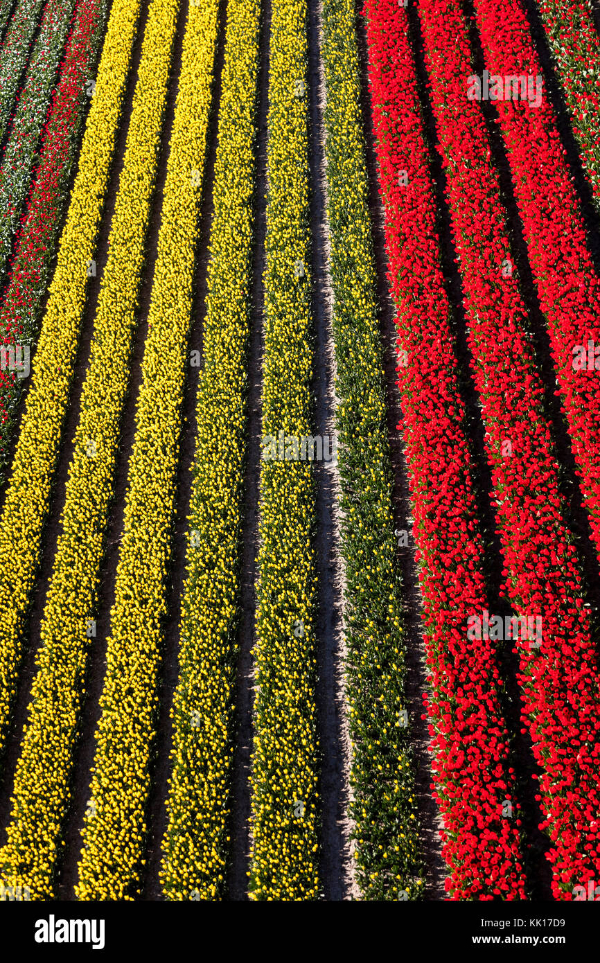Vue aérienne du champs de tulipes en Hollande du Nord, Pays-Bas Banque D'Images