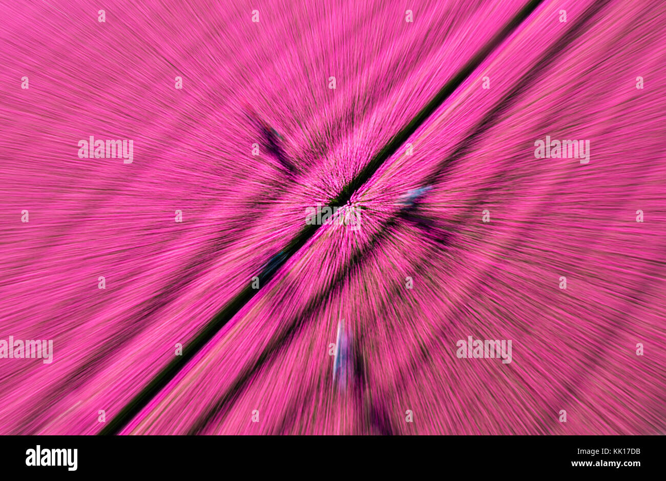 Vue aérienne du champs de tulipes en Hollande du Nord, Pays-Bas Banque D'Images