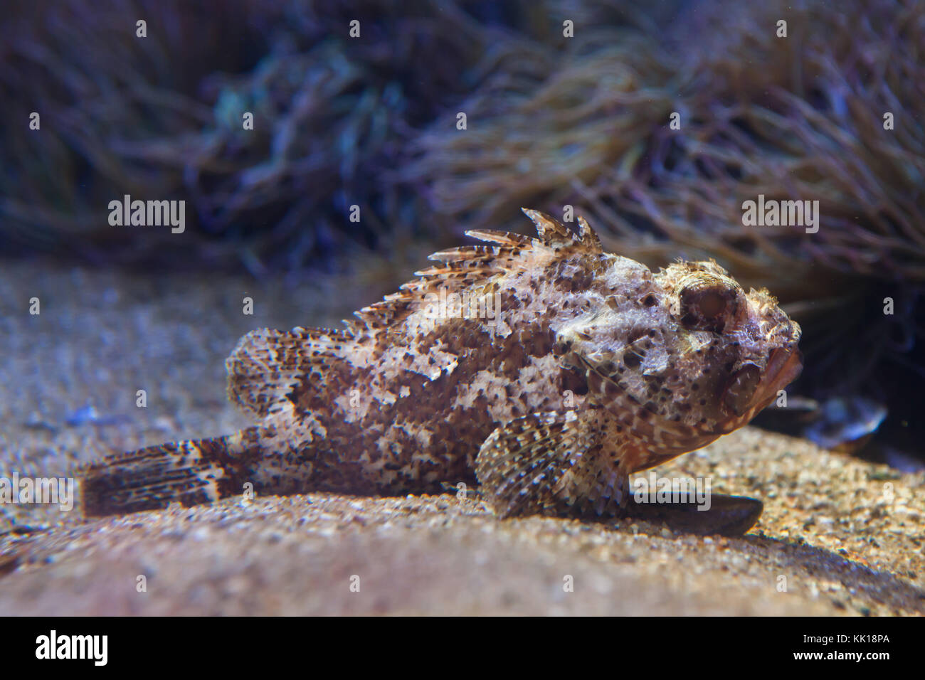 Petit rouge scorpionfish (Scorpaena notata). Banque D'Images