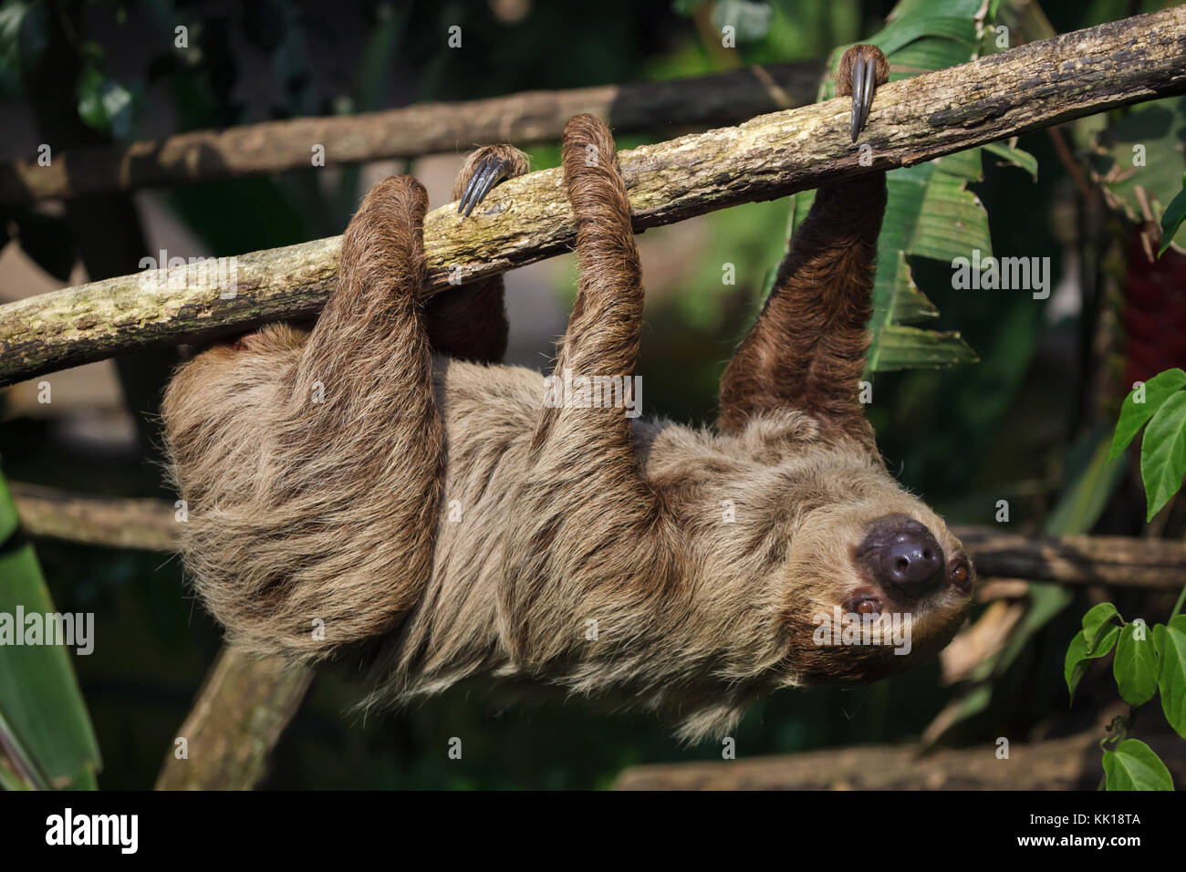 Deux doigts de Linné sloth (Choloepus didactylus), également connue sous le nom de southern deux-toed sloth. Banque D'Images
