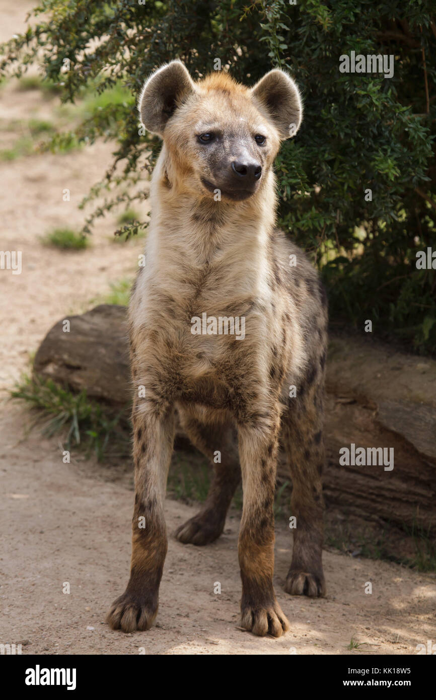 L'Hyène tachetée (Crocuta crocuta), également connu sous le nom de rire hyène. Banque D'Images