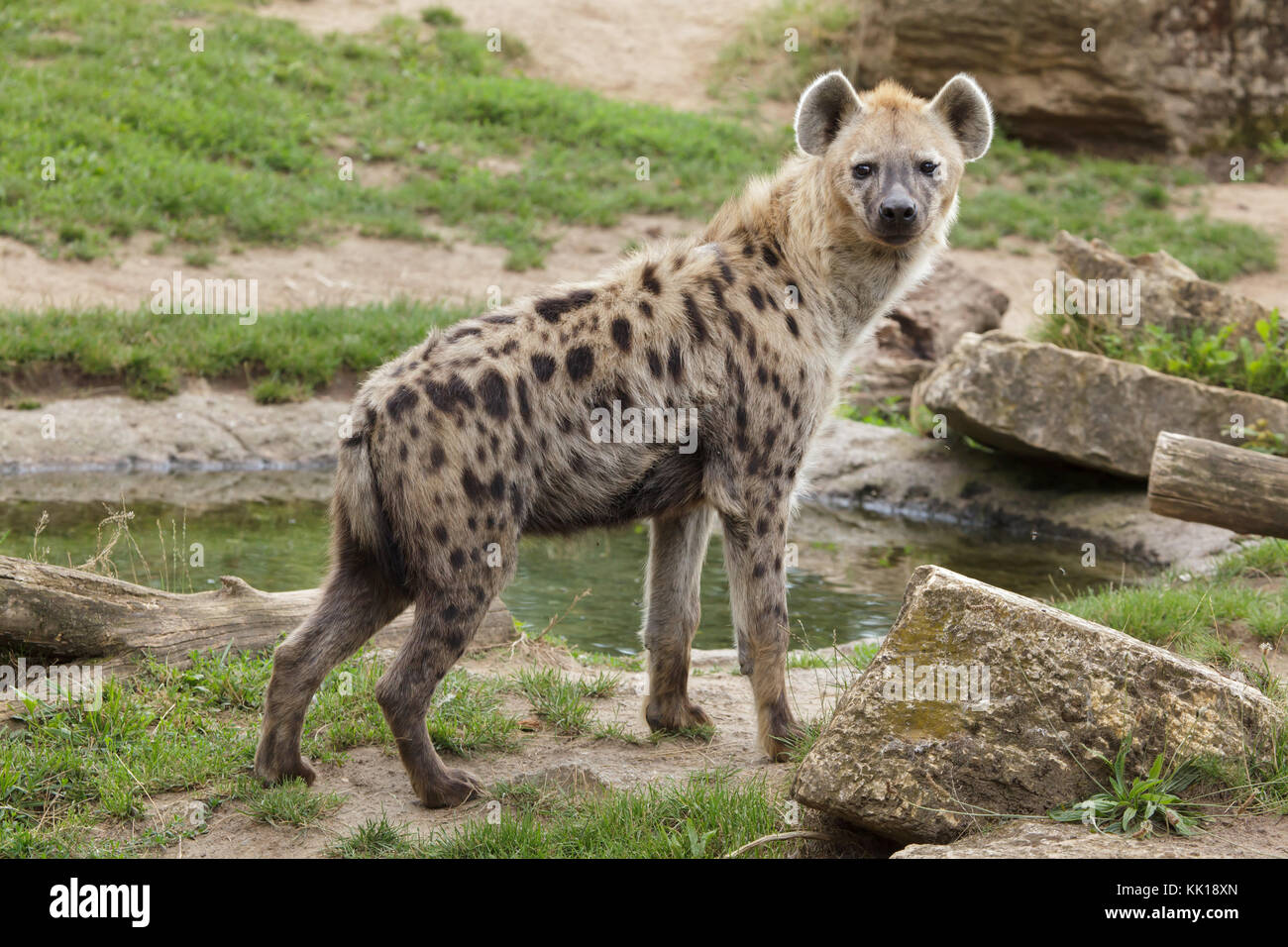 L'Hyène tachetée (Crocuta crocuta), également connu sous le nom de rire hyène. Banque D'Images