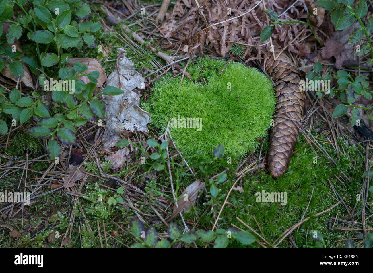 Un cône et une touffe de mousse sur le sol forestier Banque D'Images