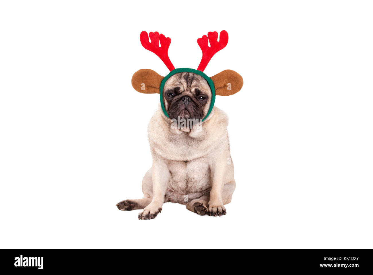 Cute puppy pug dog with reindeer antlers diadem pour Noël, de s'asseoir, à la grincheuse, isolé sur fond blanc Banque D'Images