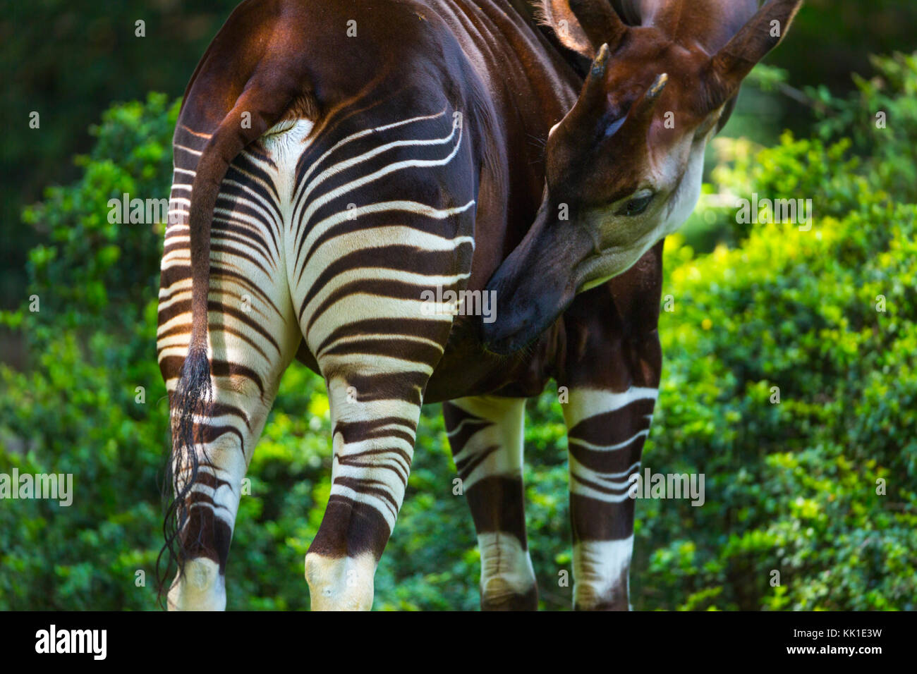 L'Okapi (Okapia johnstoni), forêt girafe ou zèbre girafe Banque D'Images