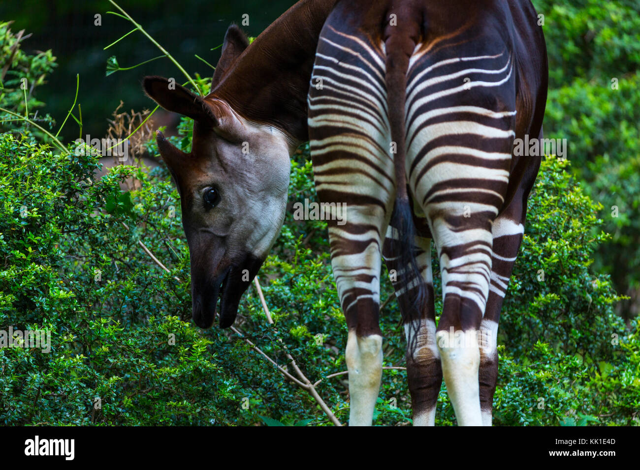 L'Okapi (Okapia johnstoni), forêt girafe ou zèbre girafe Banque D'Images