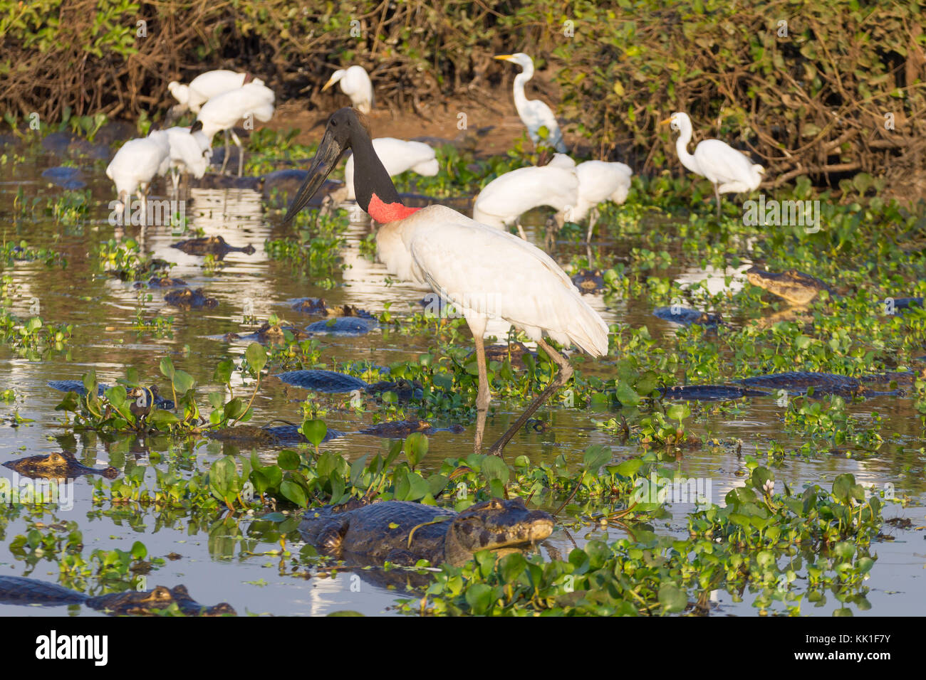 Cigogne Jabiru oiseau sur la nature du Pantanal, Brésil. La faune du Brésil Banque D'Images