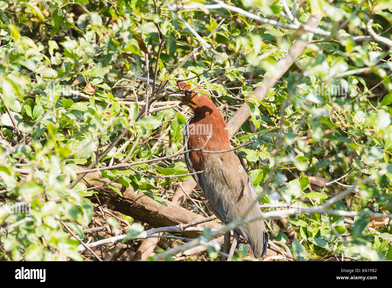 Rufescent tiger heron sur la nature du Pantanal, Brésil la faune brésilienne. Banque D'Images