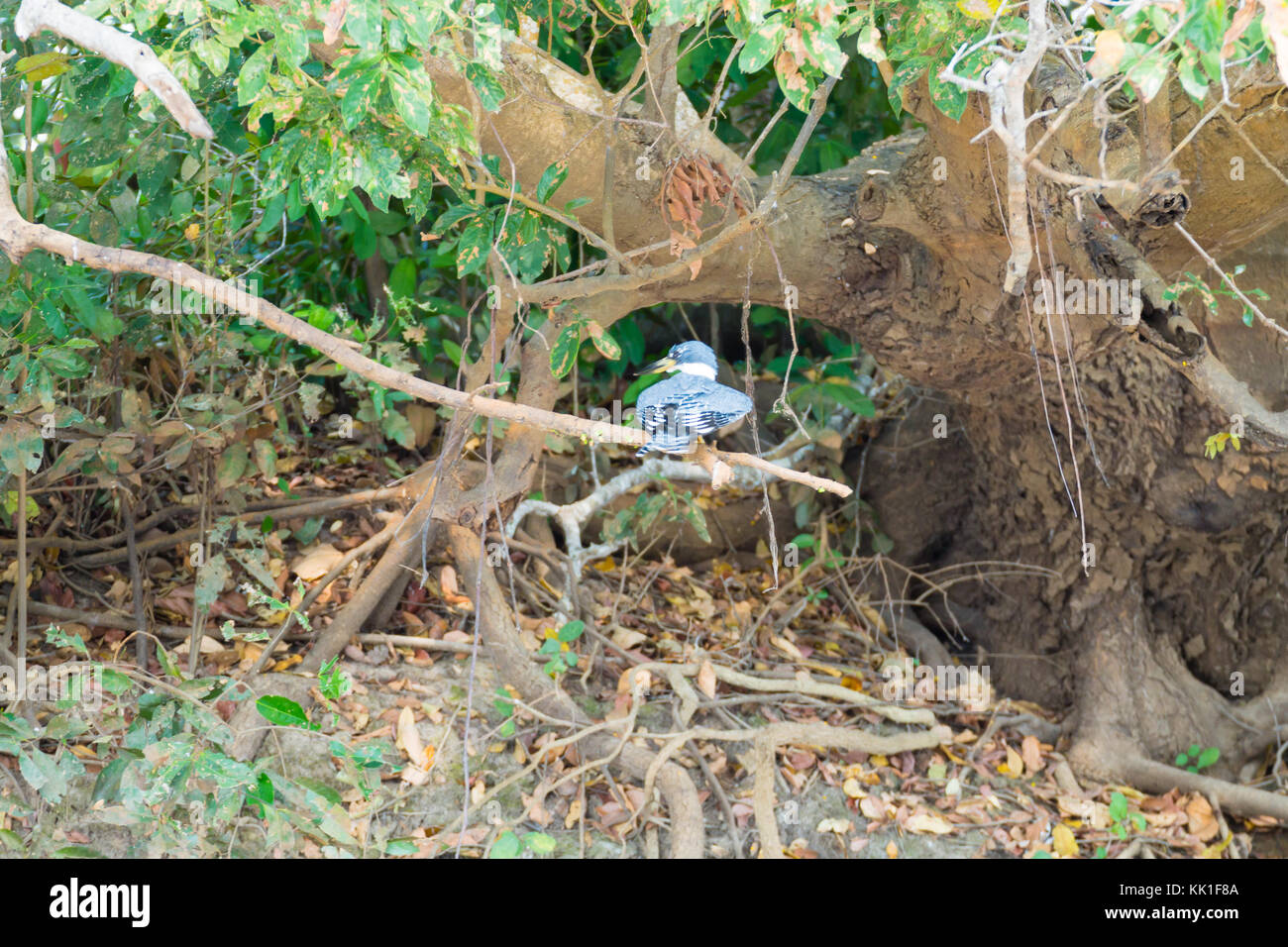Ringed kingfisher sur la nature du Pantanal, Brésil la faune brésilienne. Banque D'Images