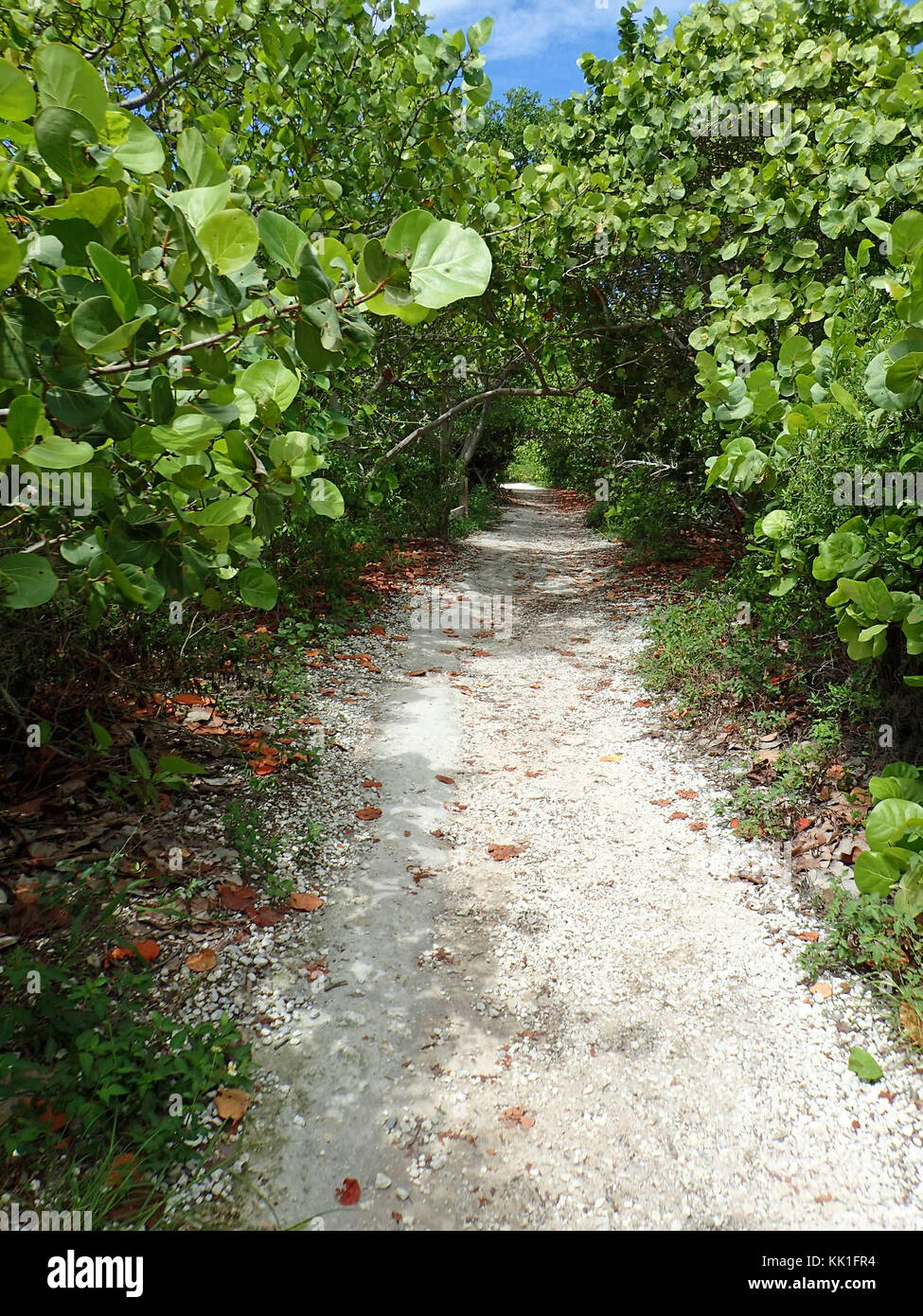 Une promenade parmi les arbres hors des sentiers battus à bahia honda key Banque D'Images