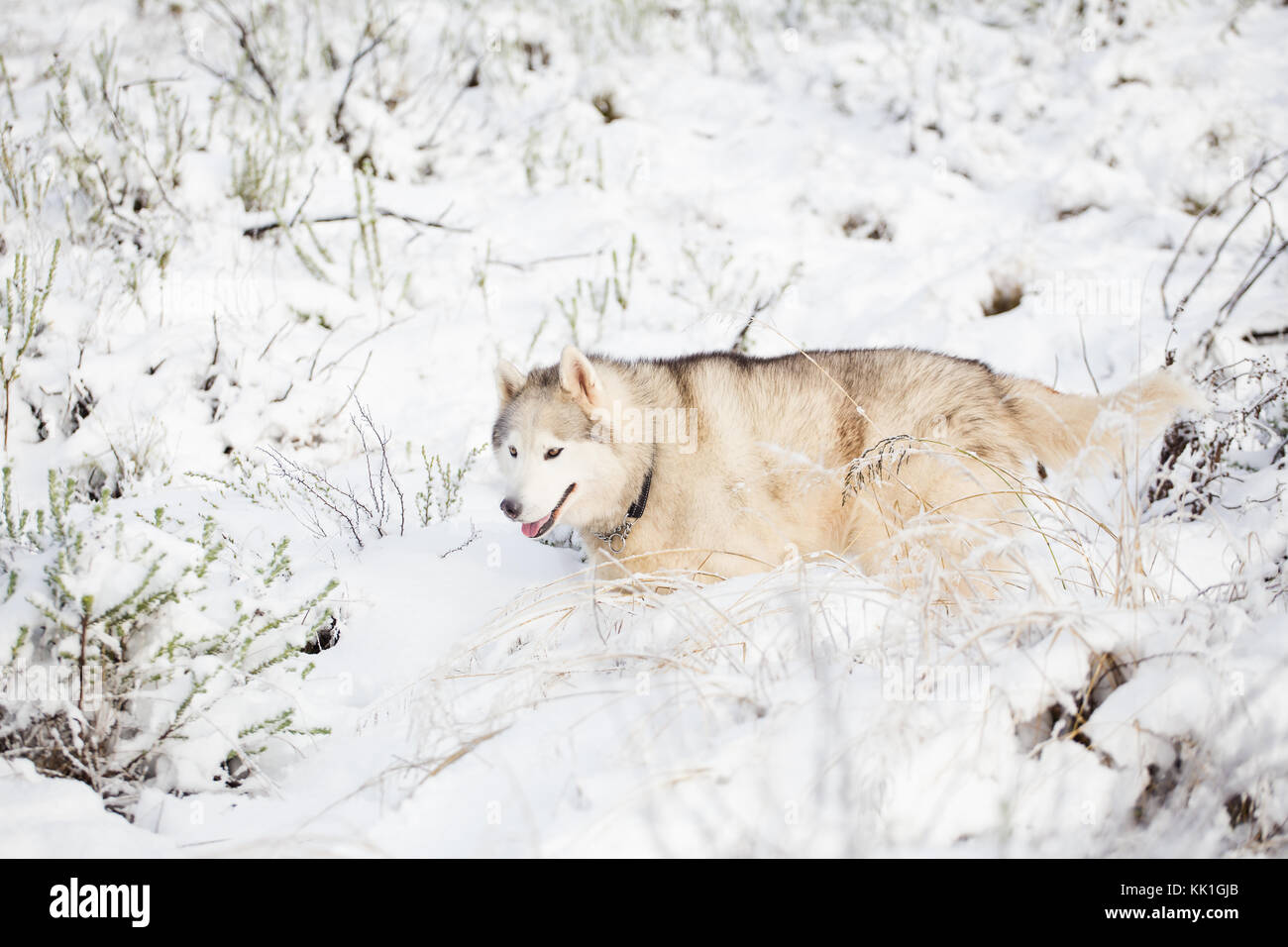 Chien husky se dresse sur l'humeur d'hiver neige Banque D'Images