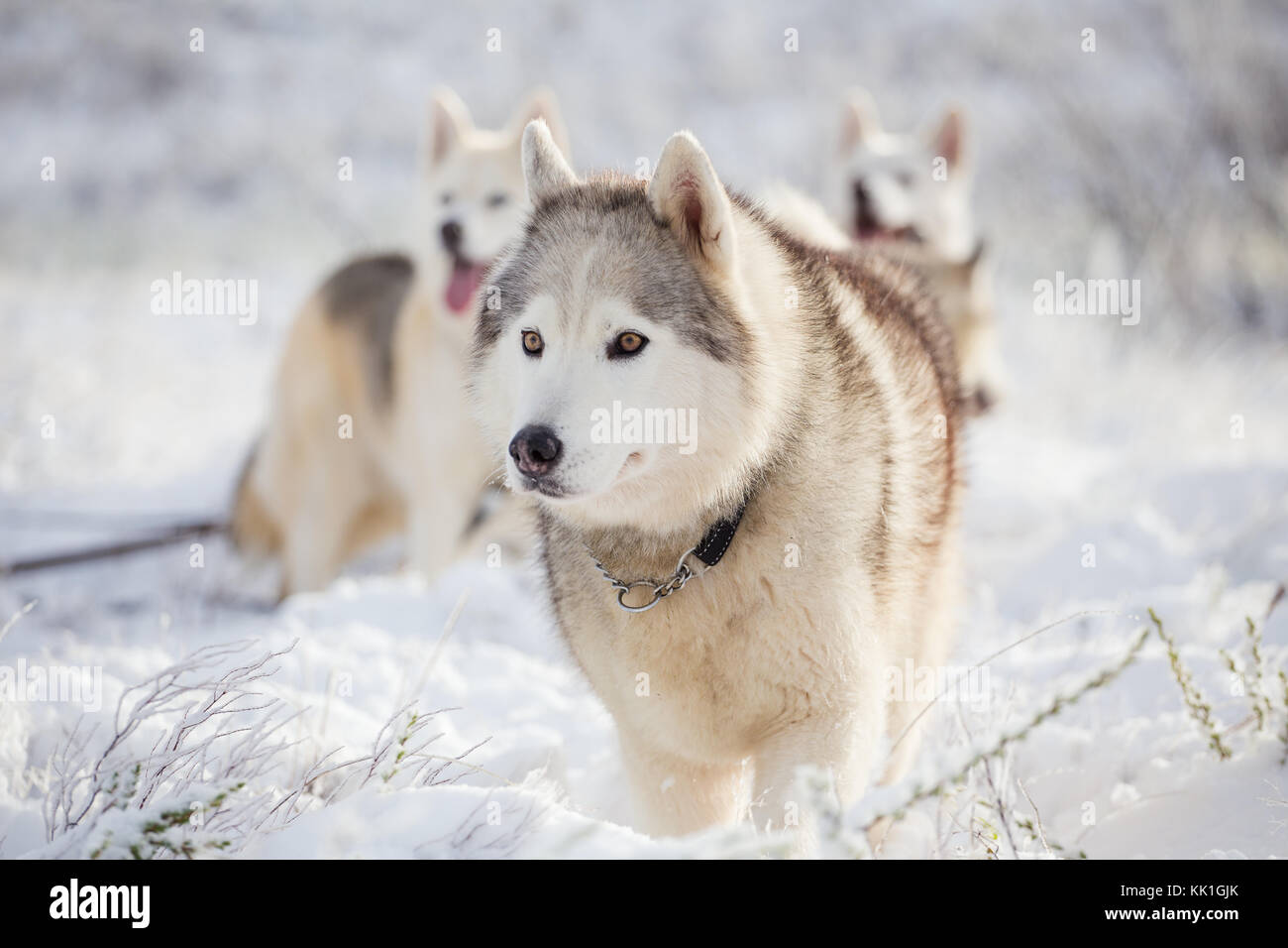 Chien husky se dresse sur l'humeur d'hiver neige Banque D'Images
