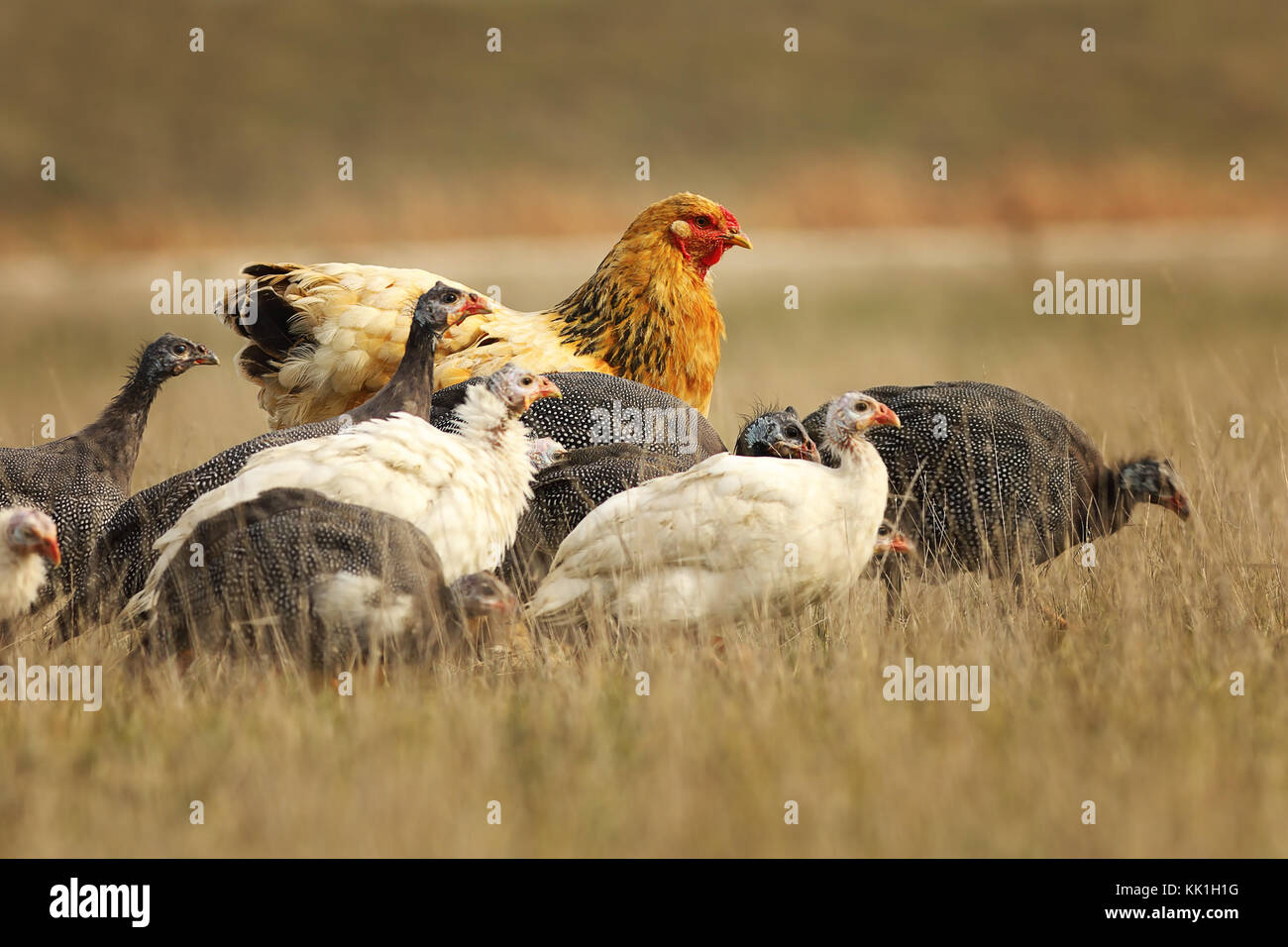 Grande poule brun debout avec troupeau de pintades, en quête de nourriture près de la ferme Banque D'Images
