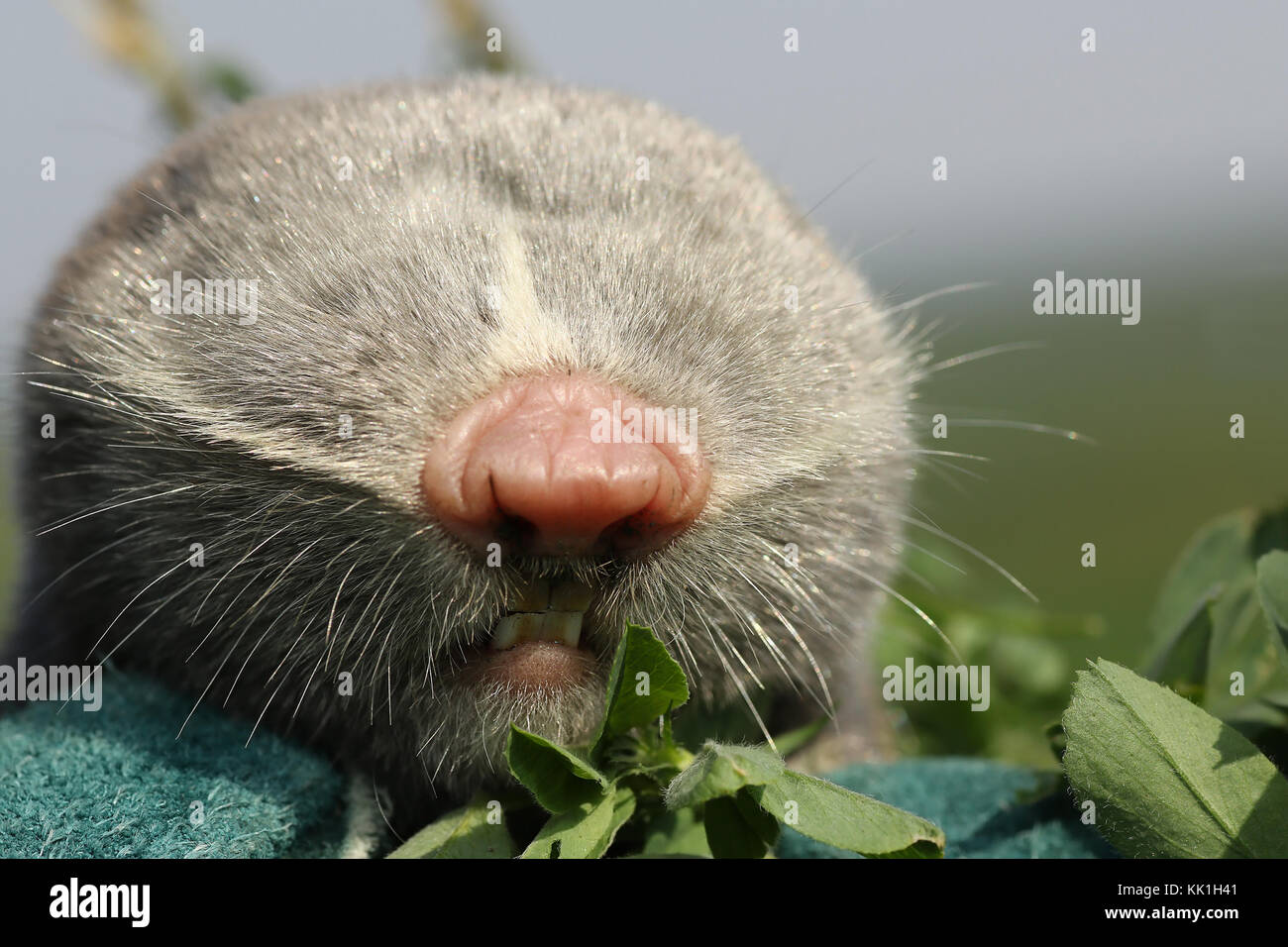 Macro portrait du petit rat taupe Spalax leucodon ( ) Banque D'Images