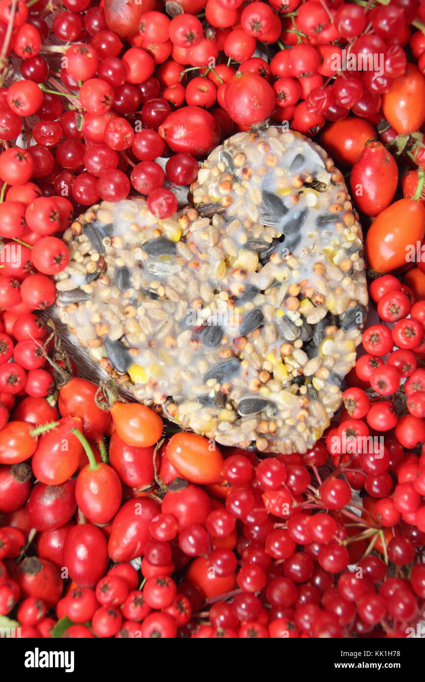 Mangeoire en forme de coeur fait avec des graines et graisse fondue, façonné dans un emporte-pièce, décorée de nourriture pour oiseaux sauvages : églantier, baies et pommes de crabe Banque D'Images