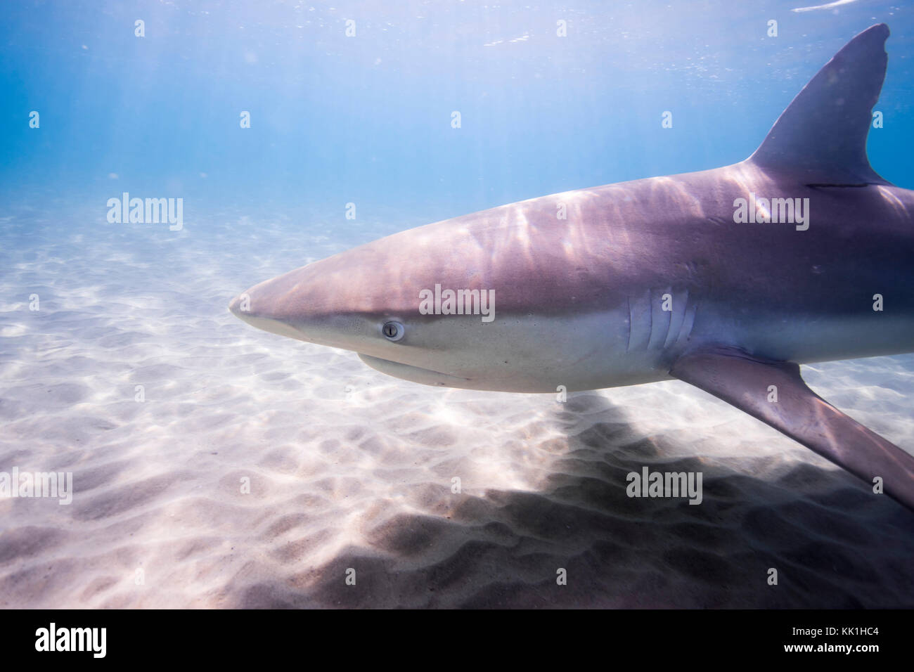 Le requin (Carcharhinus obscurus) une espèce de requin requiem, dans la famille des Carcharhinidae, qui se produisent dans les régions tropicales et tempérées chaudes mer continentale Banque D'Images