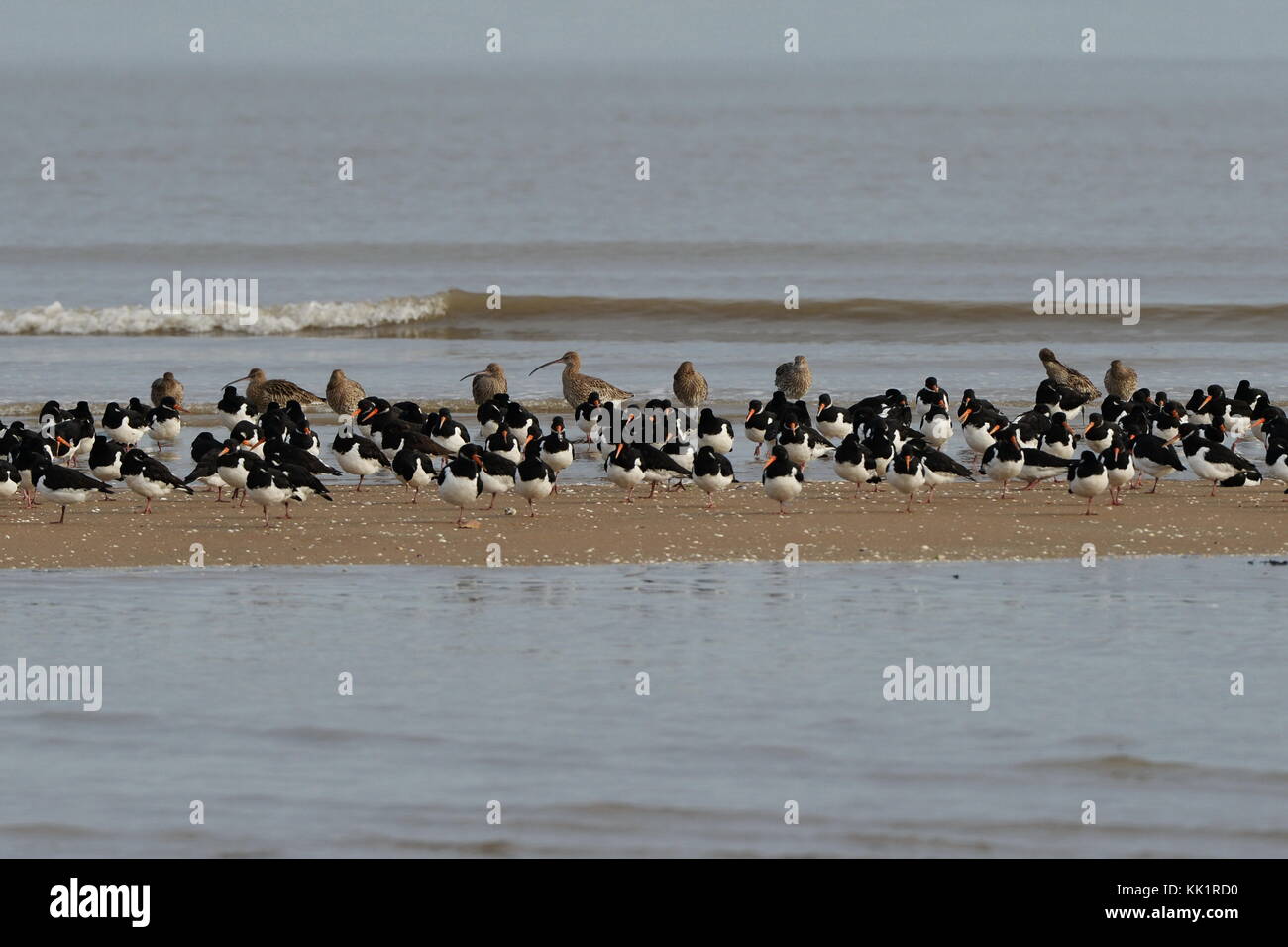 L'huître et le courlis catchers rassembler sur un banc de sable à marée haute dans la baie de Swansea Banque D'Images