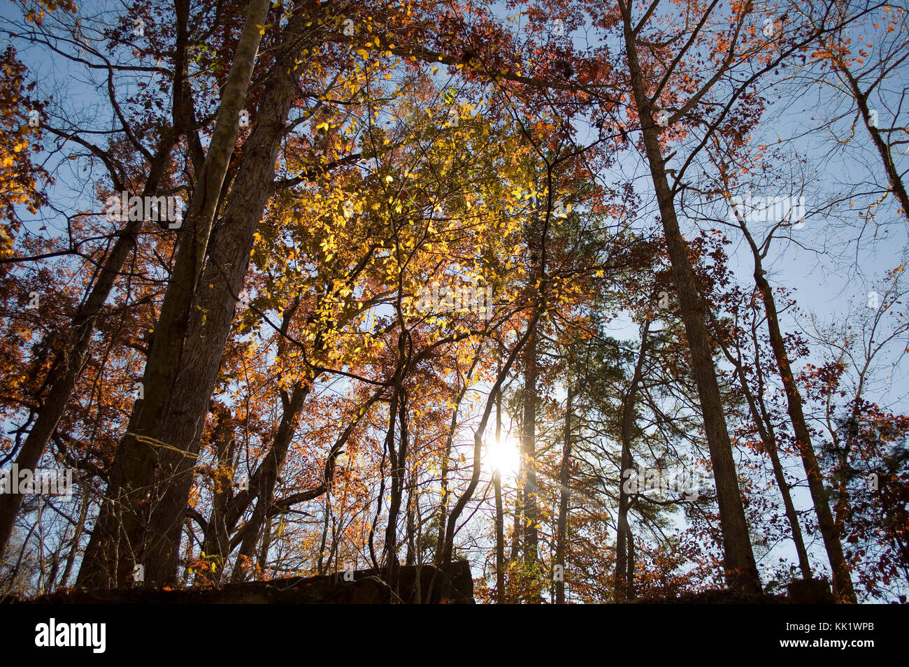Forêt de la Caroline du Nord ensoleillée d'automne Banque D'Images