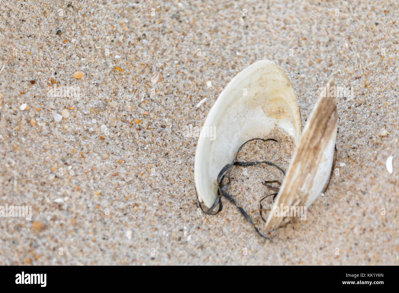 Coquille ouverte trouvés sur une plage de l'océan de Southampton à Southampton, New York Banque D'Images
