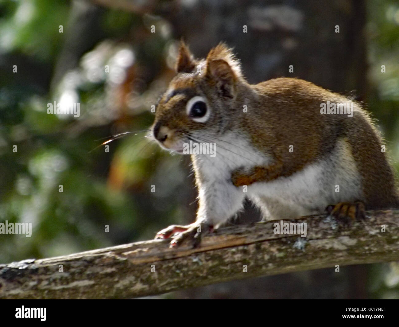 Squirrel Banque D'Images