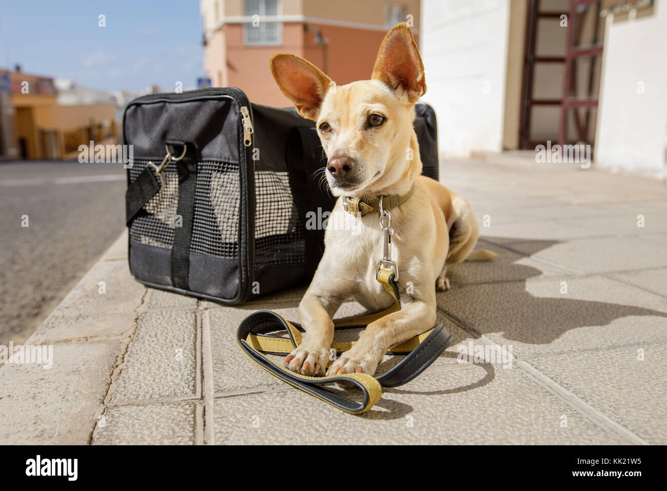 Chihuahua chien dans des sacs ou des boîtes de transport prêt à voyager comme animaux de compagnie en cabine dans l'avion ou qu'un avion passanger Banque D'Images