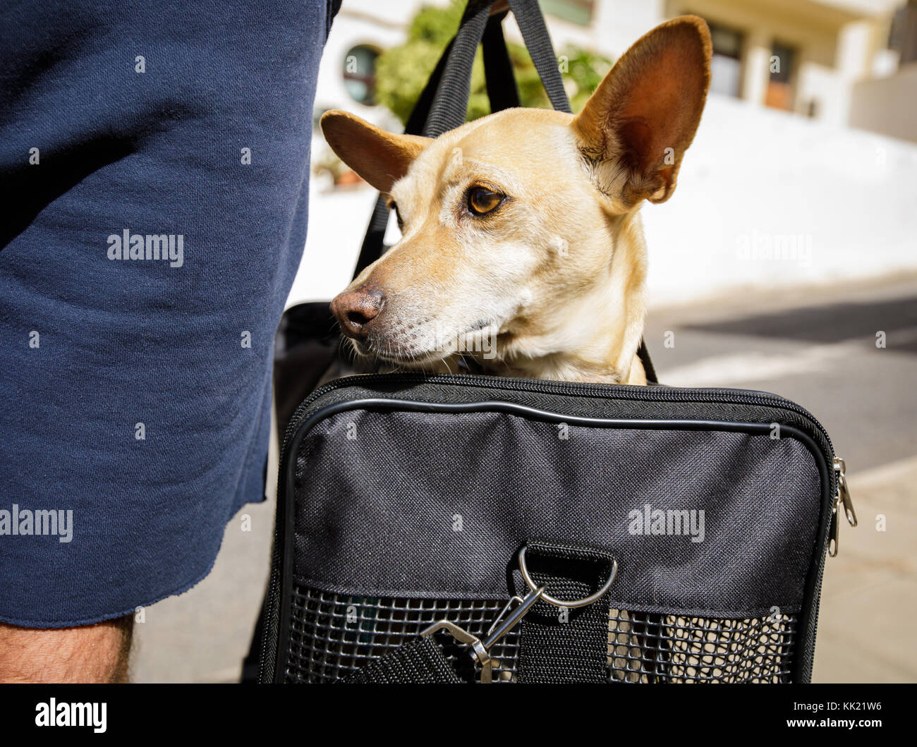 Chihuahua chien dans des sacs ou des boîtes de transport prêt à voyager comme animaux de compagnie en cabine dans l'avion ou qu'un avion passanger Banque D'Images