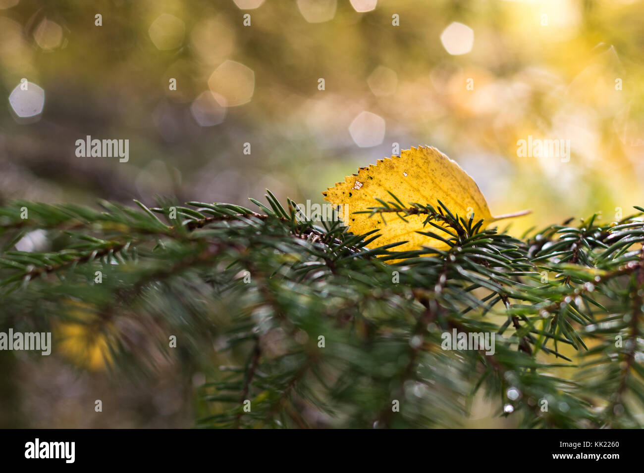 Feuilles de bouleau sur journée d'automne. Banque D'Images