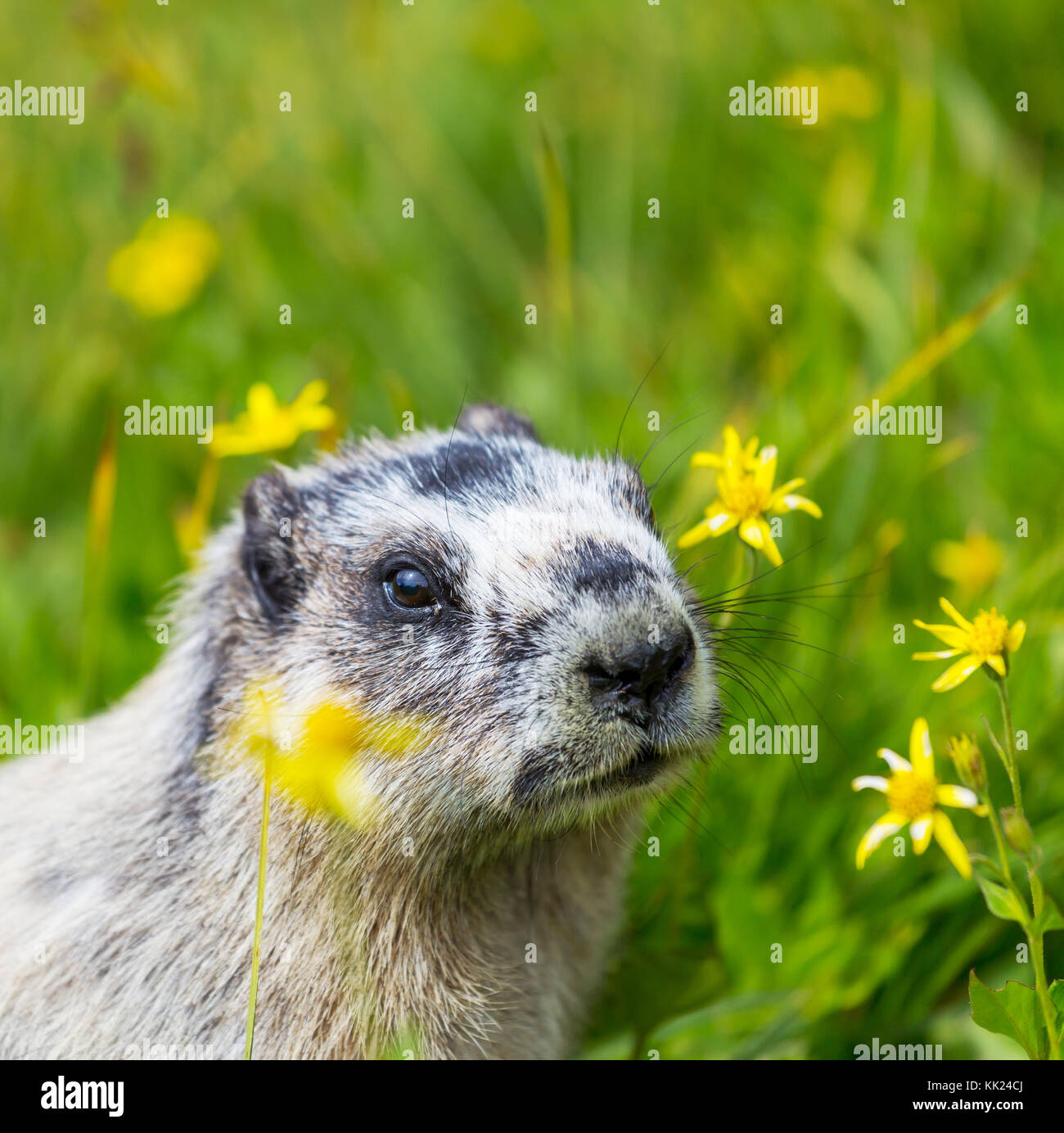 Les marmottes on meadow Banque D'Images