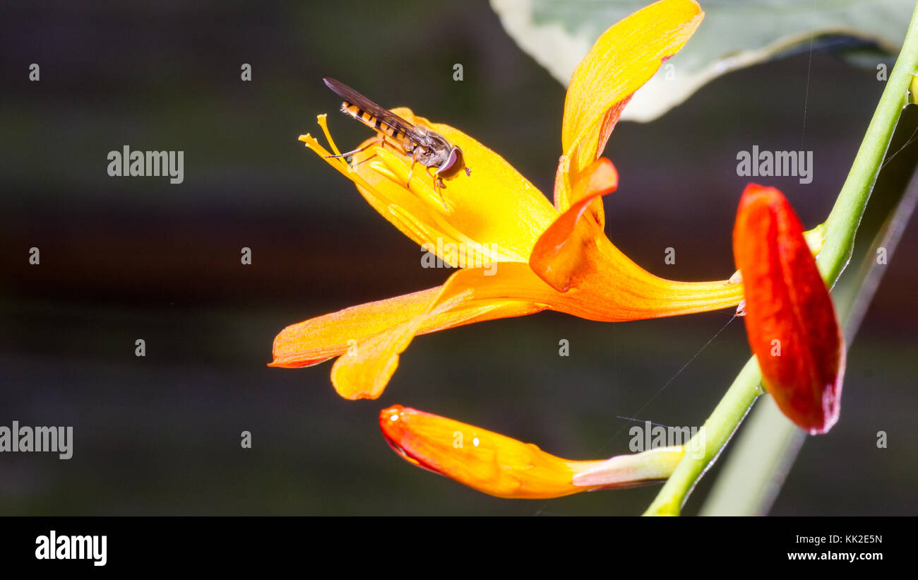 Hoverfly pollinisant un crocosmia montbretia orange/fleur Banque D'Images