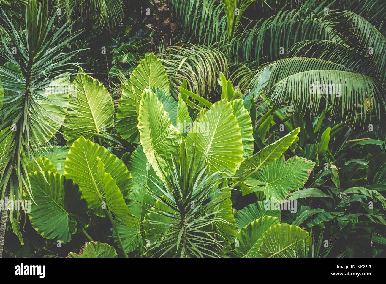 Palmiers, jungle background - plantes tropicales - Banque D'Images