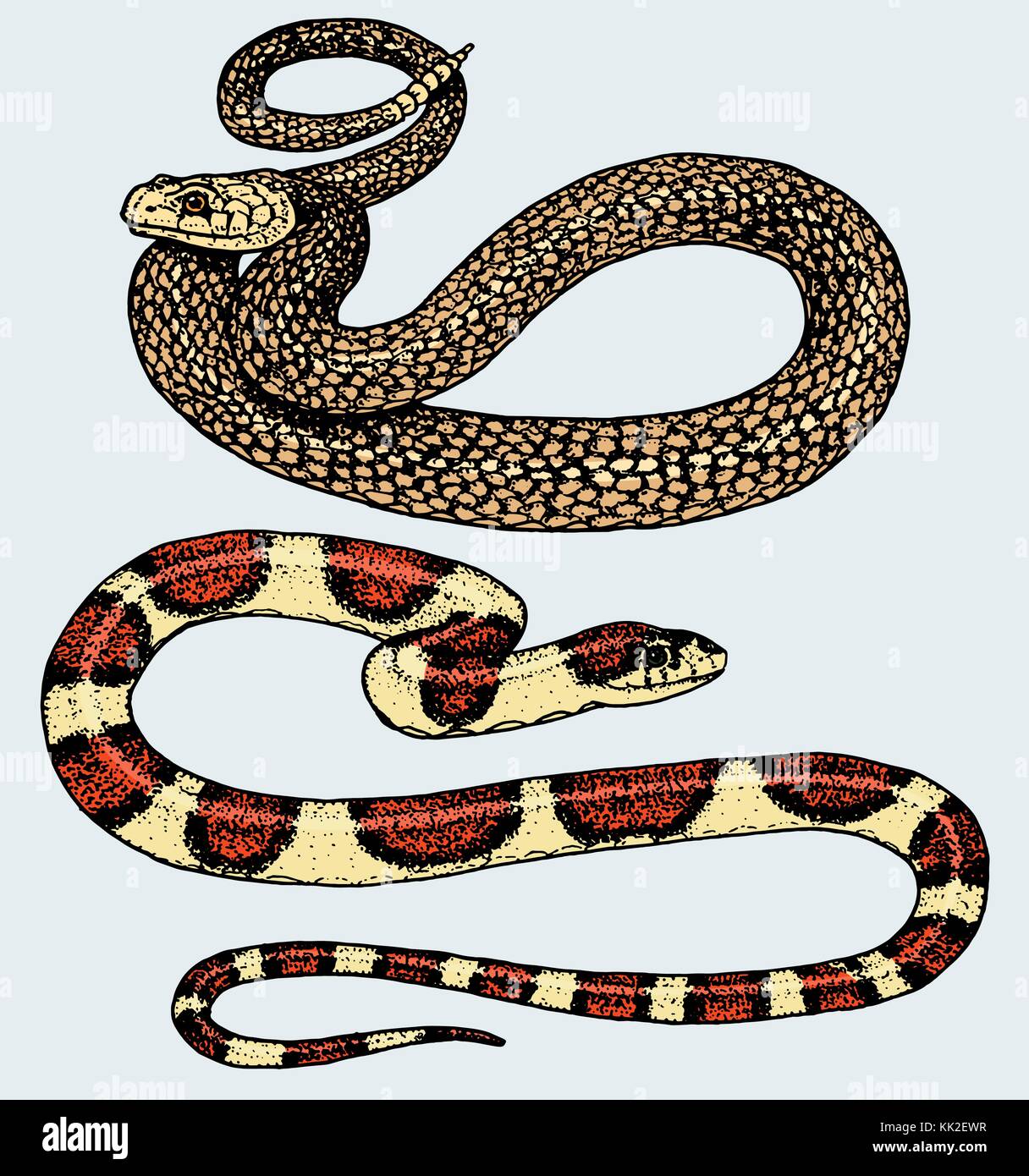 Serpent serpent viper. cobra et python, anaconda ou viper, royal. gravé à la main dans de vieux croquis, vintage style pour autocollant et tatouage. ophidian et ASP. Illustration de Vecteur