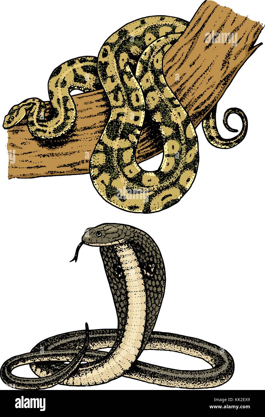 Serpent serpent viper. cobra et python, anaconda ou viper, royal. gravé à la main dans de vieux croquis, vintage style pour autocollant et tatouage. ophidian et ASP. Illustration de Vecteur