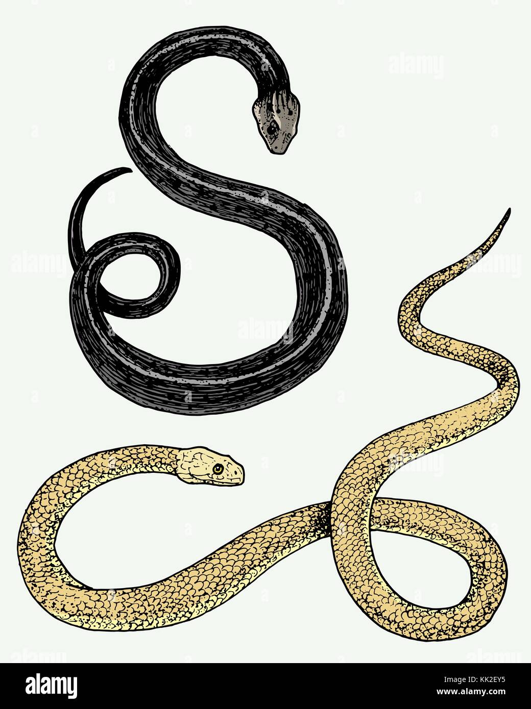 Serpent serpent viper. cobra et python, anaconda ou viper, royal. gravé à la main dans de vieux croquis, vintage style pour autocollant et tatouage. ophidian et ASP. Illustration de Vecteur