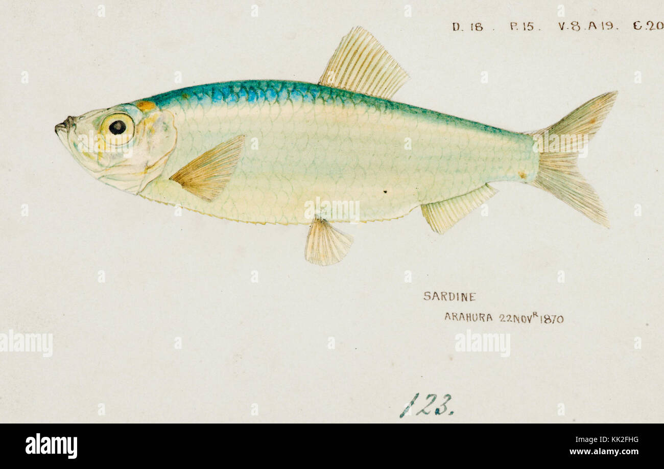 Les poissons du Pacifique Sud illustrations de F.E. Clarke 55 Banque D'Images