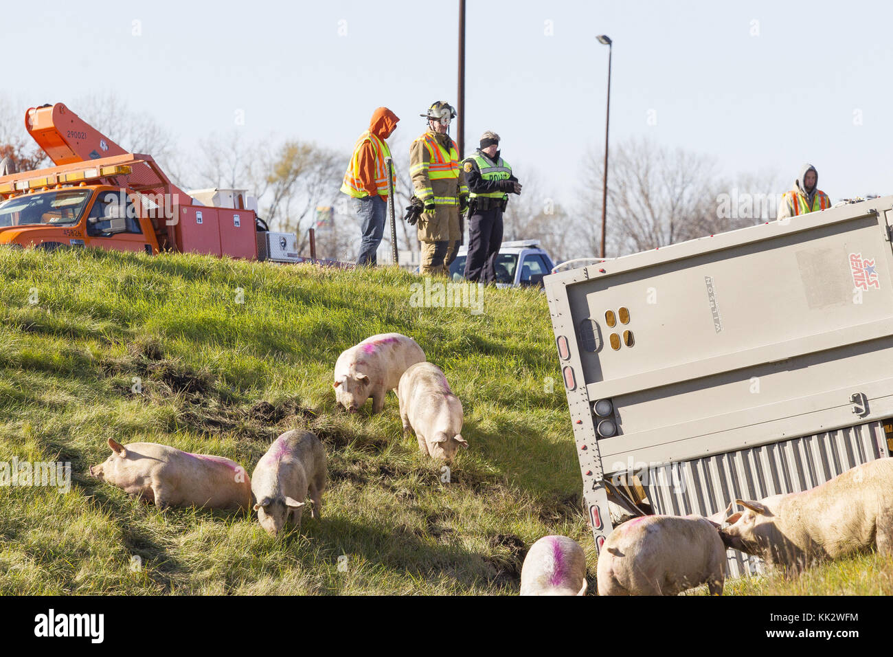 19 novembre 2015 - Moline, Iowa, États-Unis - Hogs d'une semi-remorque qui s'est renversée le jeudi 19 novembre 2015, sur la bretelle de sortie de l'Interstate 74 sur la I-280 en direction ouest à Moline se tiennent dans un fossé entre les deux routes. (Crédit image : © Louis Brems/Quad-City Times via ZUMA Wire) Banque D'Images