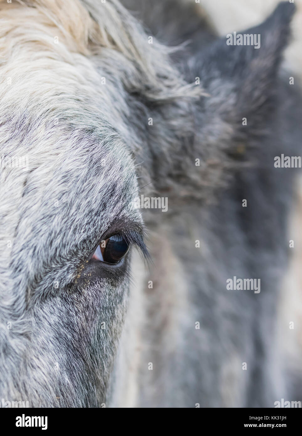 Libre d'un œil de vache en vue portrait. Banque D'Images