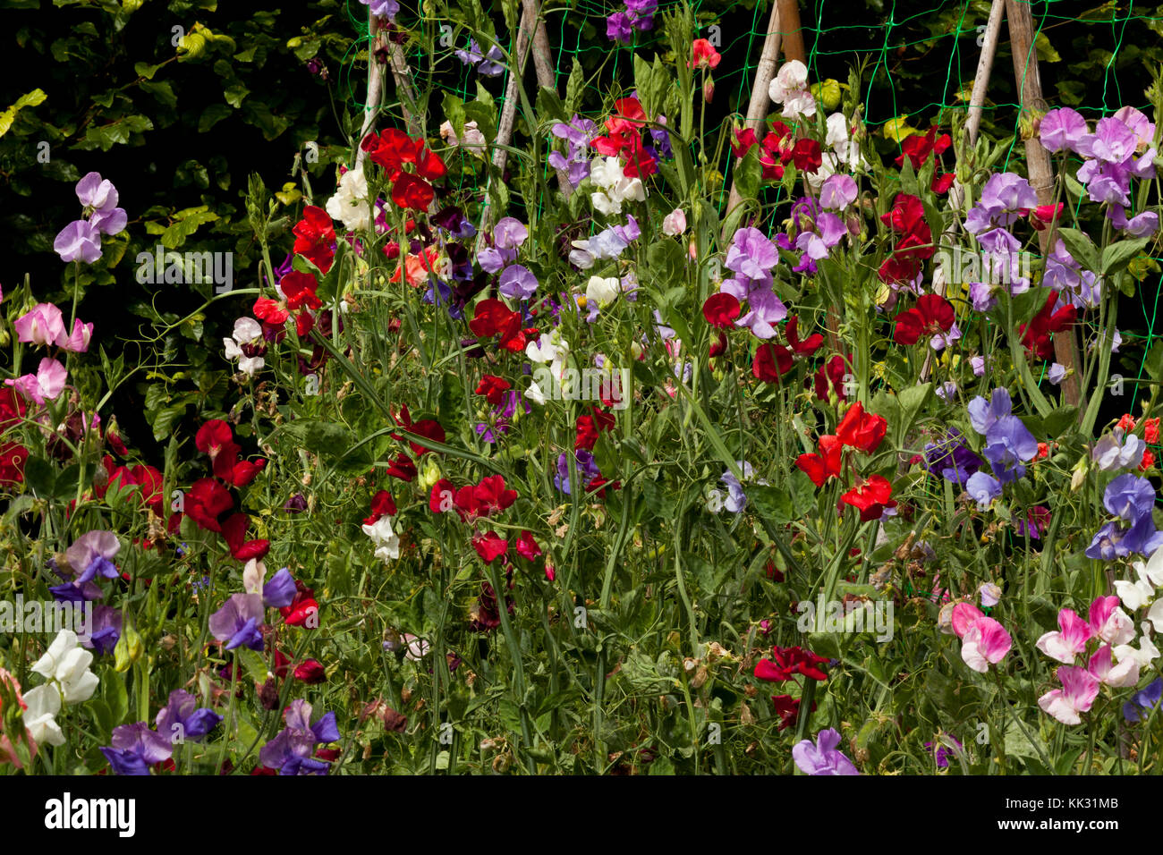 Pois de fleurs qui poussent dans un jardin Banque D'Images