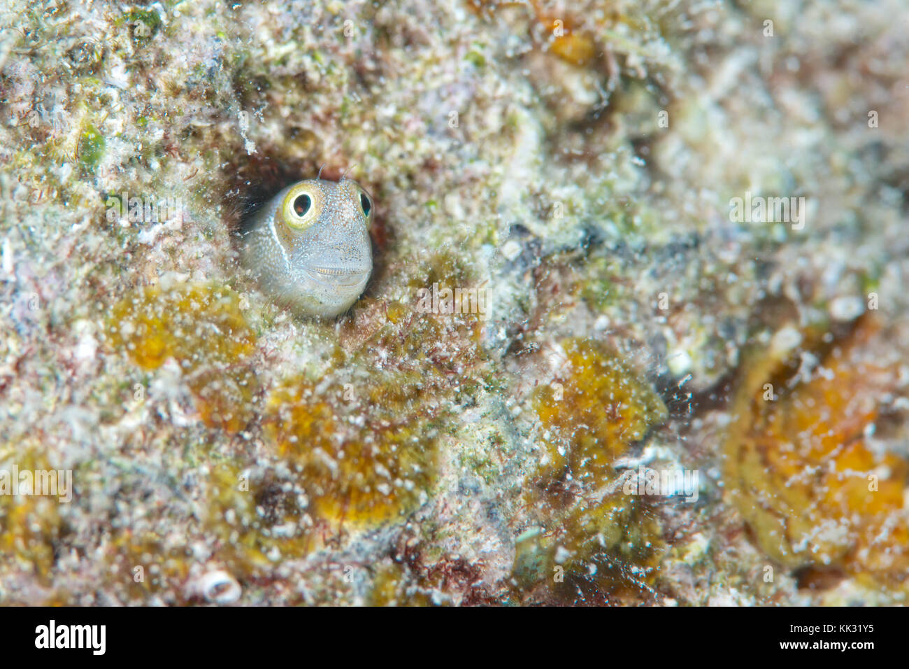 Un minuscule blenny en dents de peigne  plus petit que mon petit ongle  caché dans un petit trou dans le récif corallien Banque D'Images