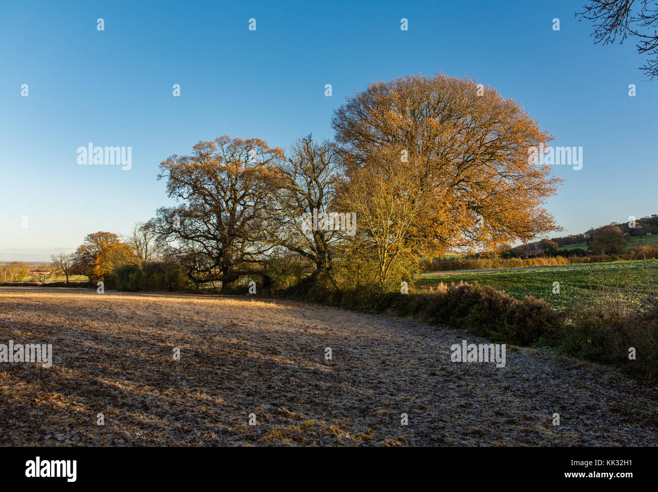 Matin d'hiver à pied dans la région des Cotswolds Banque D'Images