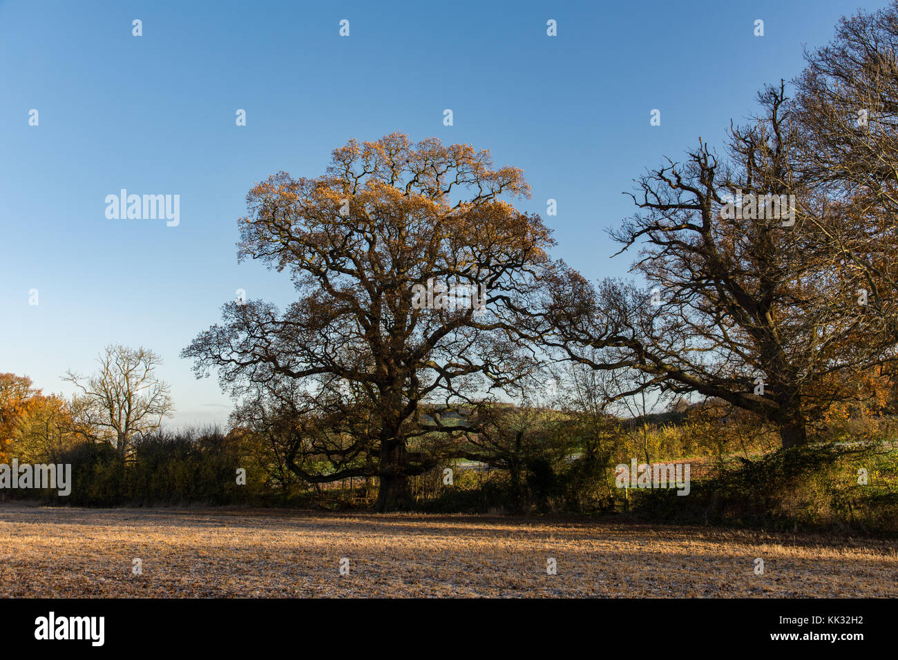 Matin d'hiver à pied dans la région des Cotswolds Banque D'Images