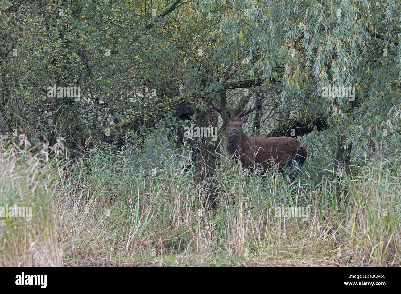 Red Deer (Cervus elaphus) stag- pendant le rut. Banque D'Images