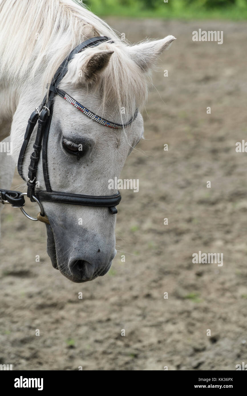 Tête d'un cheval blanc dans le champ d'équitation Photo Stock - Alamy