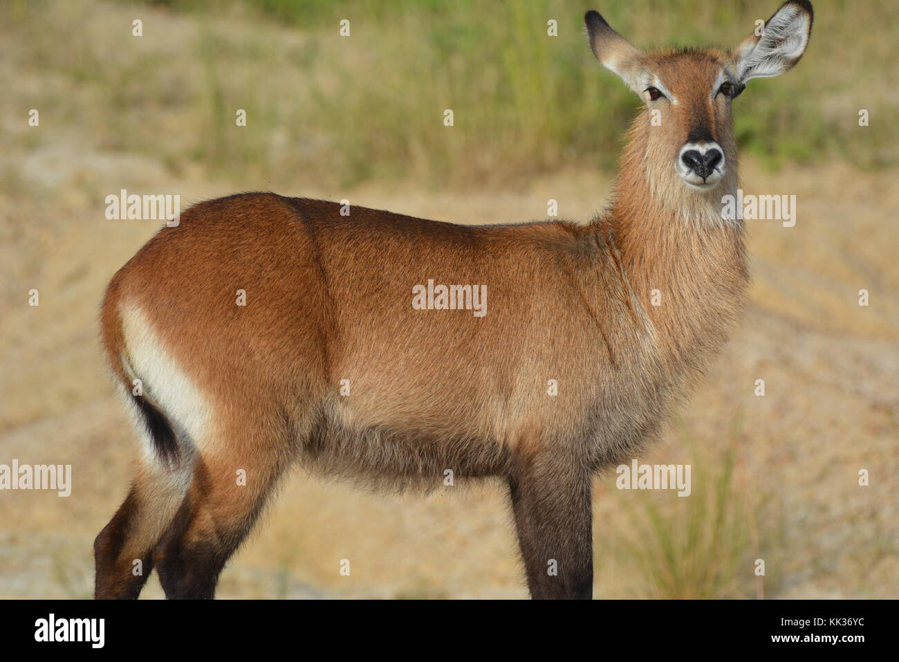 Buck l'eau de l'Ouganda(Murchison Falls) Banque D'Images